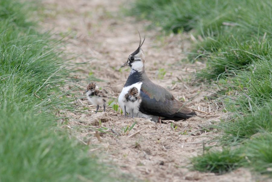 Besondere Rücksicht von Freizeitsportlern, Spaziergängern und Tierhaltern erforderlich - Brutzeit der Vögel beginnt © photoguns - adobe.stock.com